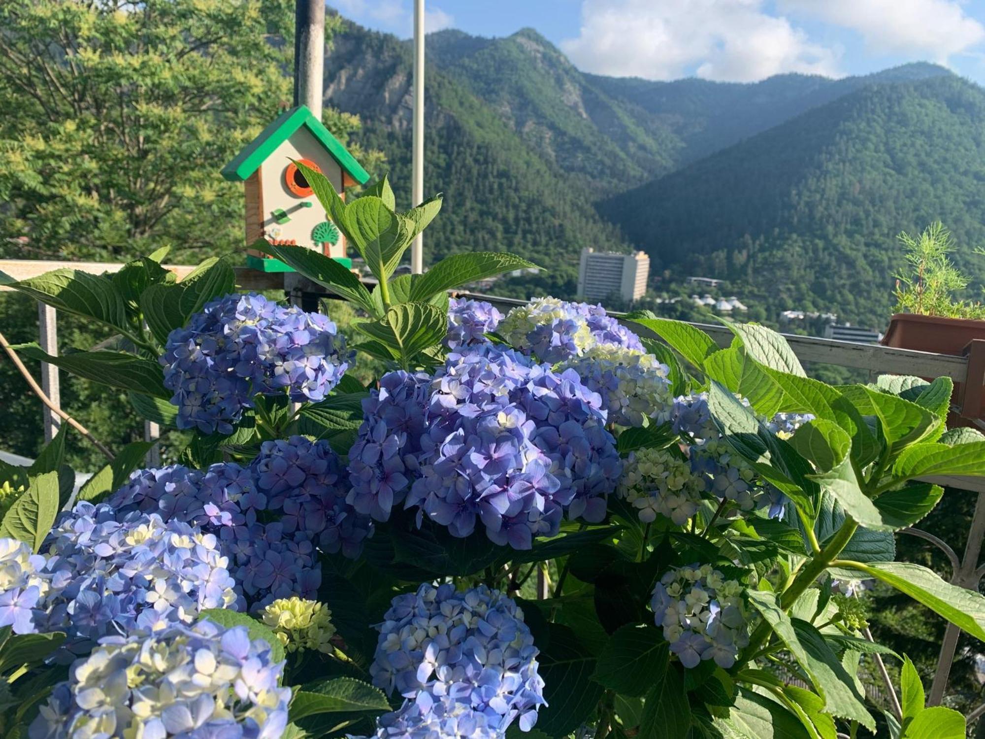 Anano'S Guesthouse Borjomi Ngoại thất bức ảnh